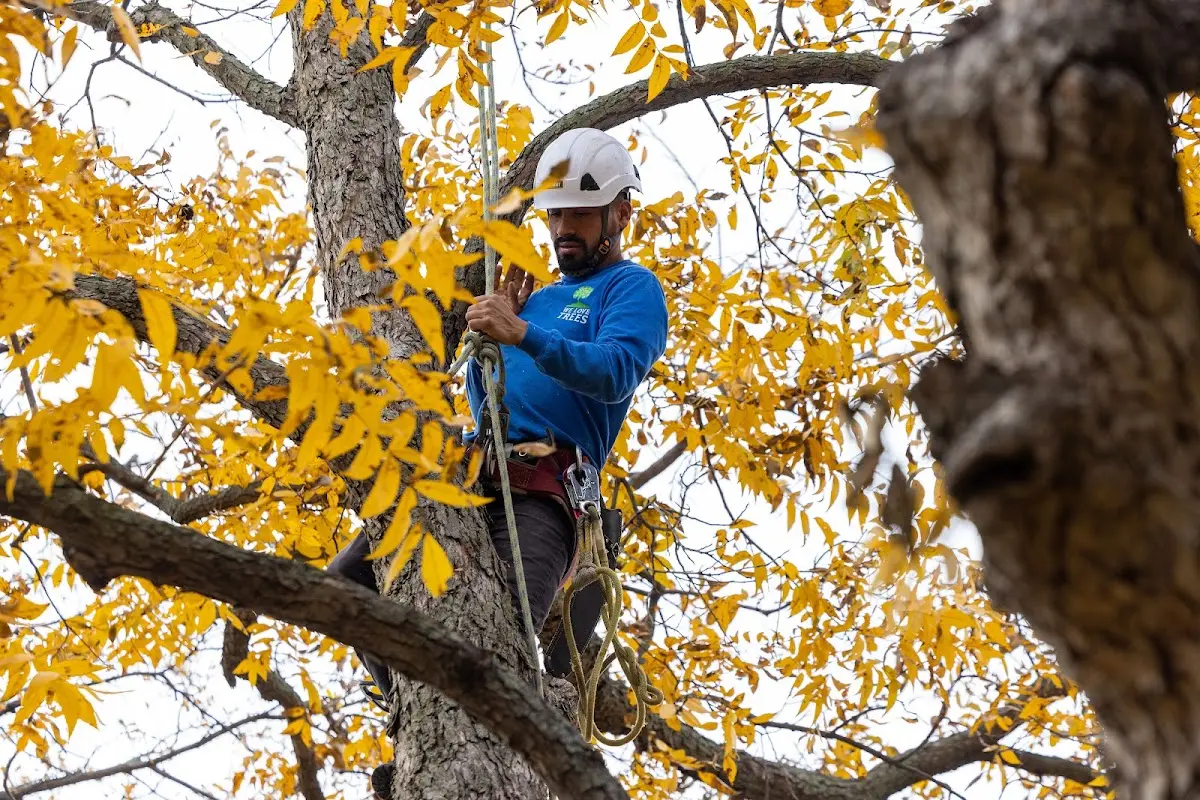 Skilled Tree Trimming crew working in Patrick Afb